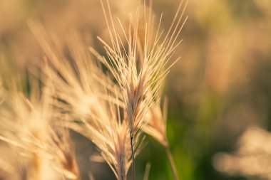 kuru ot görüntüyü, arkadan aydınlatmalı