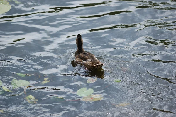 Duck  in water from back — Stock Photo, Image