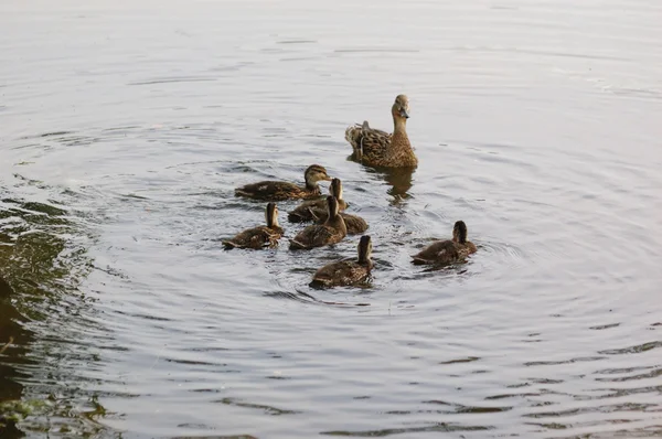 Wild ducks on a pond — Stock Photo, Image