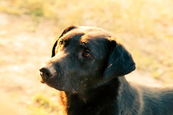 Dakloze hond hoofd afgezwakt afbeelding — Stockfoto