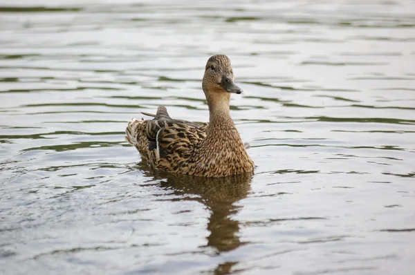 Wild duck in a pond — Stock Photo, Image