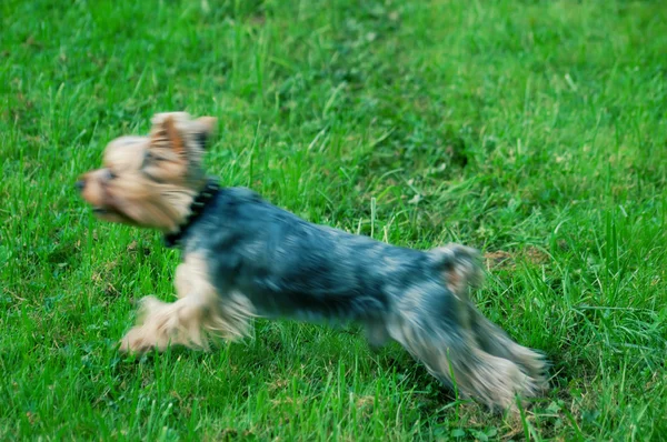 Lap chien sautant mouvement flou — Photo