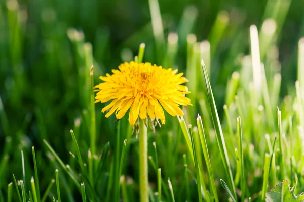 Un jeune pissenlit jaune dans l'herbe rétro-éclairé — Photo