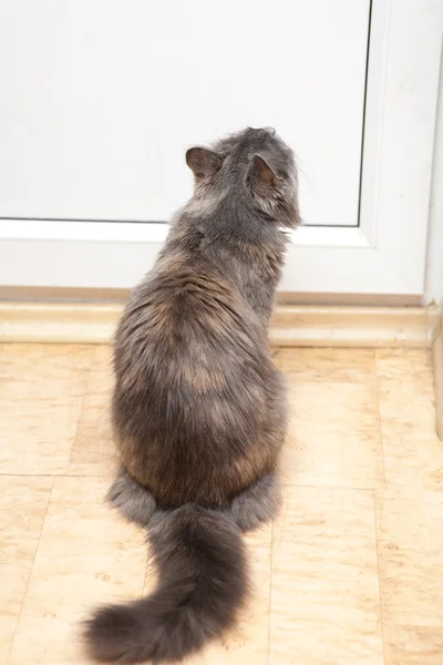 Kat in de buurt van gesloten deur — Stockfoto