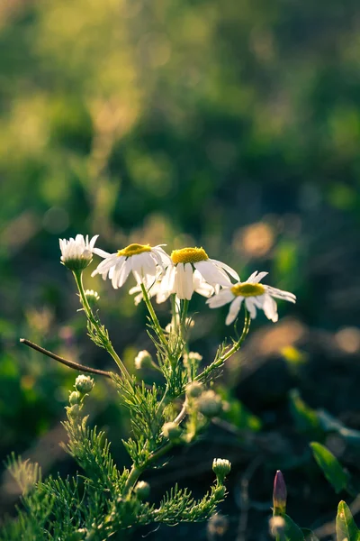 Tónovaný obrázek divokých Daisy při západu slunce — Stock fotografie