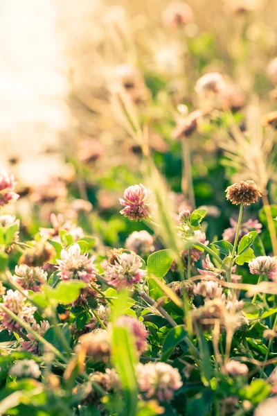 Closeup fialový pouštní květiny — Stock fotografie
