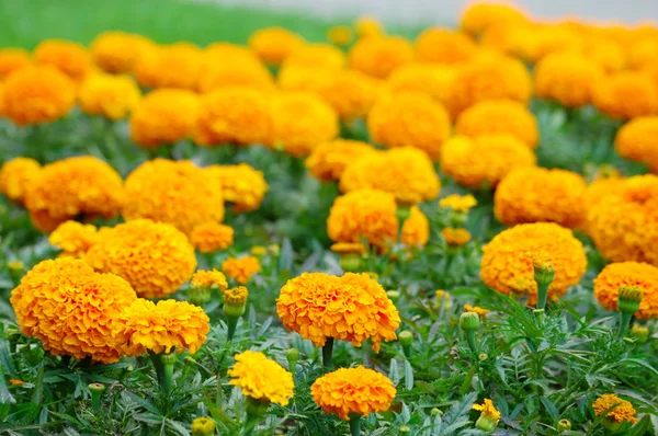 Orange blommor — Stockfoto