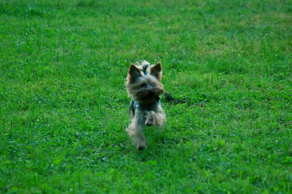 Brinquedo terrier correndo na grama verde — Fotografia de Stock