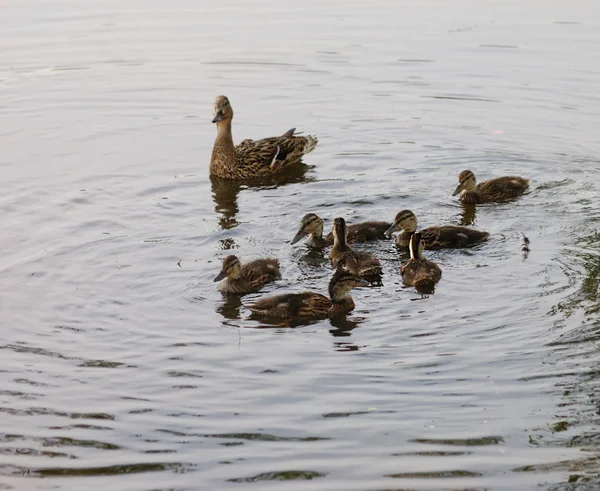 Ducks family swim in a ponds water — Stock Photo, Image