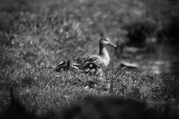 Wild duck black and white photo — Stock Photo, Image