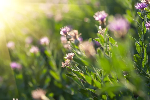 Prado árido primavera com pequenas flores retroiluminadas — Fotografia de Stock