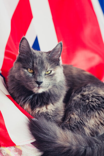 Cat on union jack