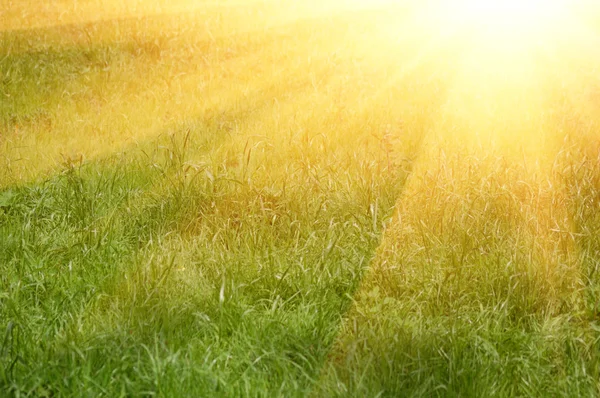 Зеленый цветочный фон с кучей травы и мерцающих огней — стоковое фото