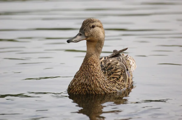 Kahverengi ördek yüzmek — Stok fotoğraf
