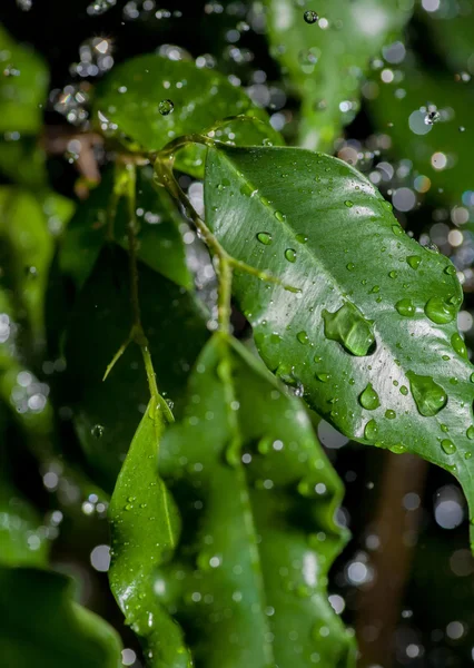 Frische Blätter mit Tautropfen — Stockfoto