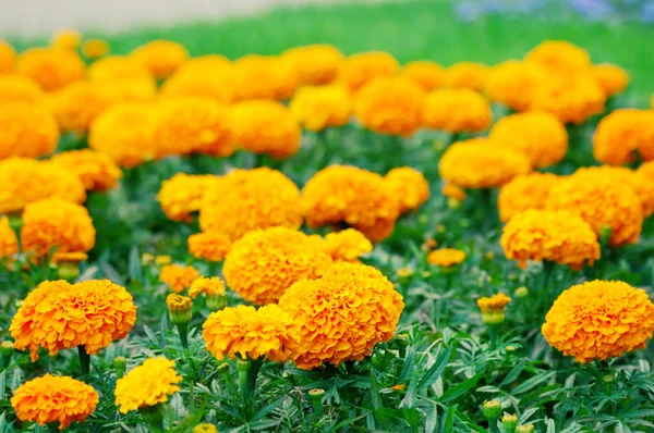 Blomsterrabatt med orange blommor — Stockfoto