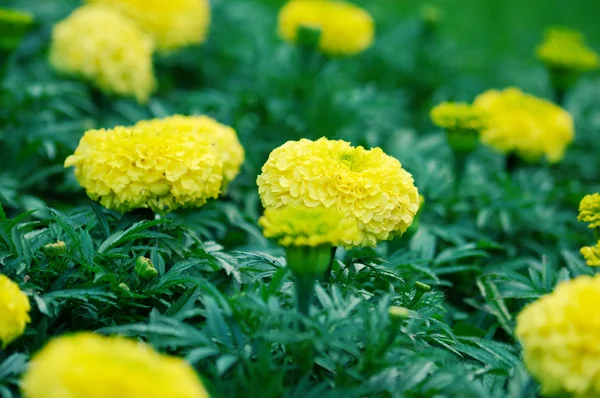 Stora gula blommor — Stockfoto