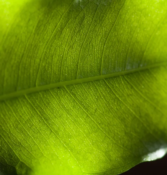 Padrão macro de uma licença verde fresca — Fotografia de Stock