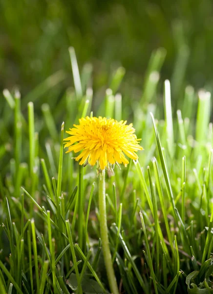 Жовтий лупа в траві — стокове фото