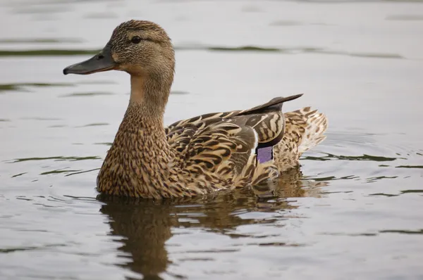 Canard dans une eau de lac — Photo