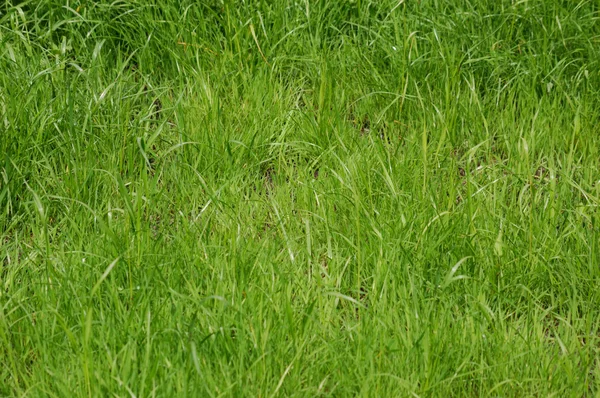 Long fresh green grass — Stock Photo, Image