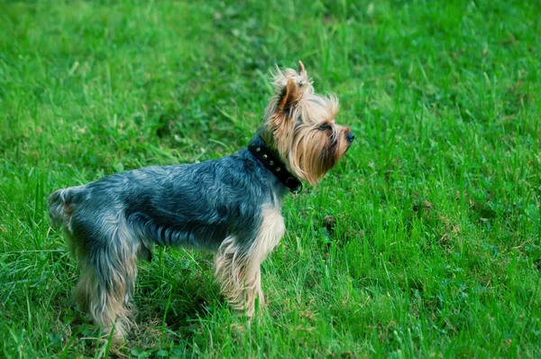 Schoßhund auf grünem Gras — Stockfoto