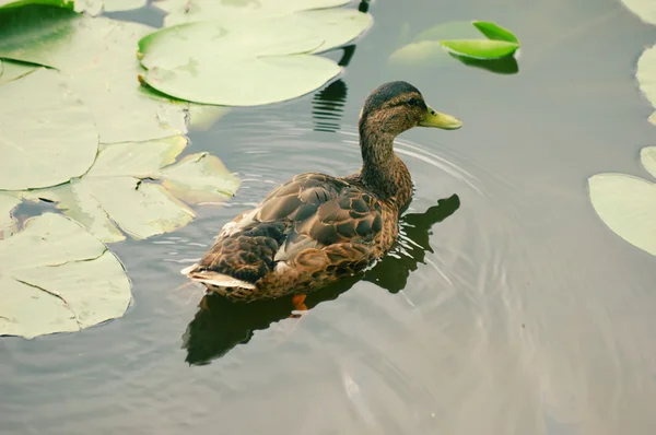 One duck in a pond — Stock Photo, Image