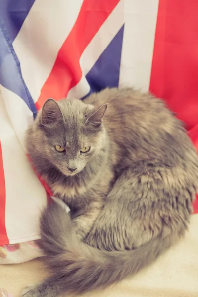 Grå katt liggande på en Storbritannien flagga — Stockfoto