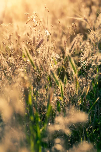 Closeup image of a meadow backlit — ストック写真