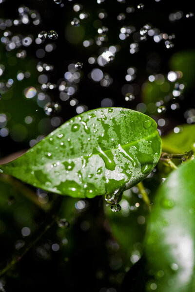 Fresh leaves with dew drops