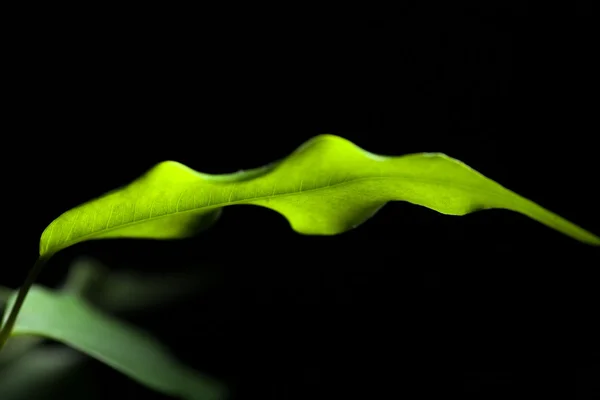 Luminoso verde fresco deja en una oscuridad — Foto de Stock