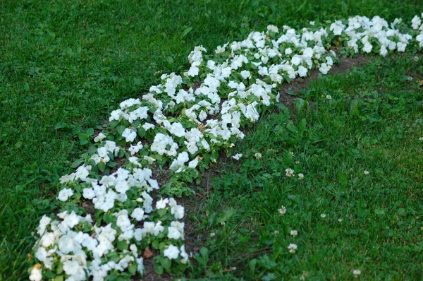 Ligne de fleurs blanches sur herbe verte — Photo