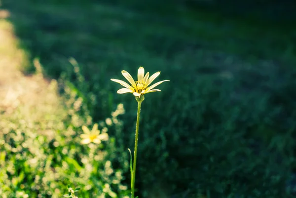 Osamělý sedmikráska — Stock fotografie