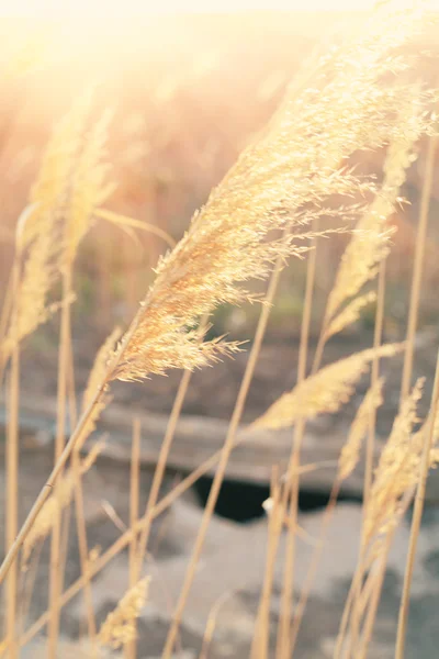 Grass backlit — Stock Photo, Image