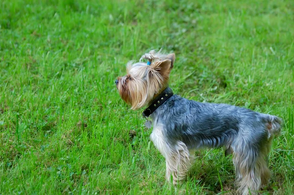 Jouet terrier debout en état d'alerte sur herbe verte — Photo