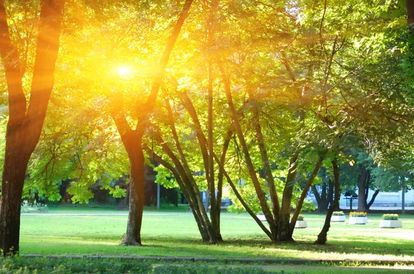 Sun shining  in forest. Backlit shot — Stock Photo, Image