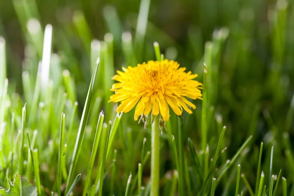 Один молодой желтый одуванчик в траве с подсветкой — стоковое фото