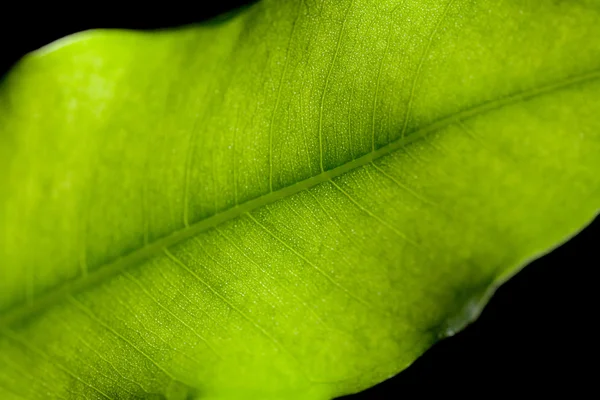 Muy primer plano de una hoja verde retroiluminada —  Fotos de Stock