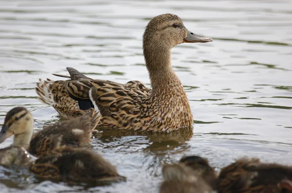 Duck in water — Stock Photo, Image
