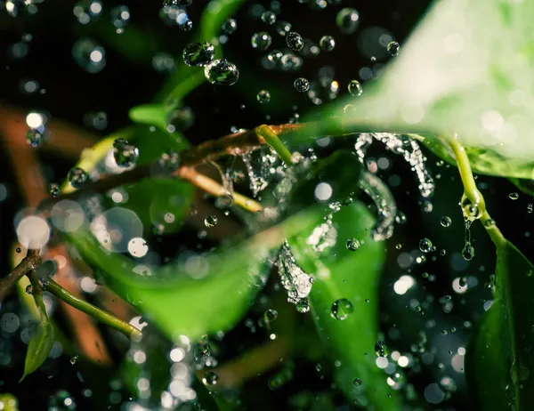 Foglie fresche con gocce di rugiada — Foto Stock