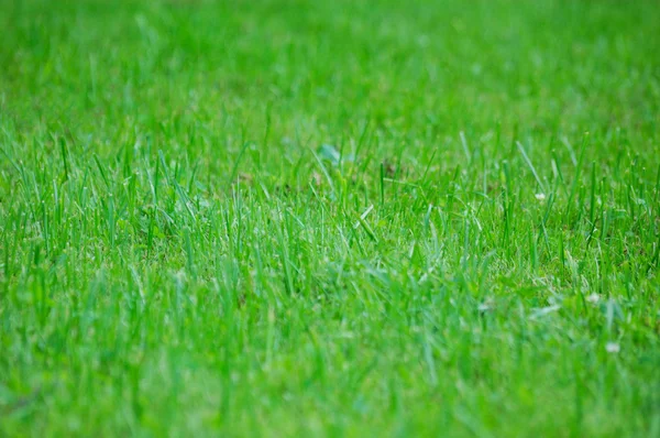 Grönt gräs grunt Dof skott — Stockfoto