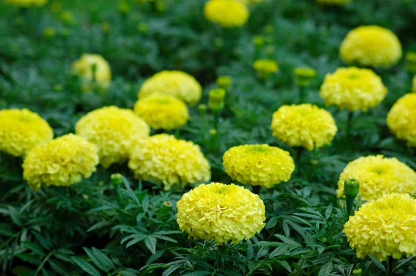 Gelbe Blumen auf geblühten — Stockfoto