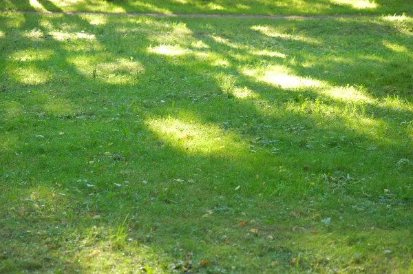 Grüne florale Hintergrund mit Bündel von Gras und schimmernden Scheinwerfern — Stockfoto