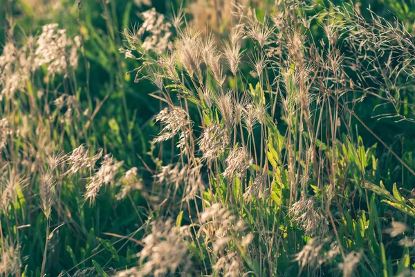 GReen grass backlit. Summer is caming — Stock Photo, Image