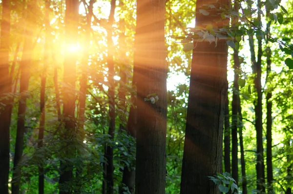 Arbres au coucher du soleil rétro-éclairé. Lumière du soleil dans la forêt verte, printemps — Photo