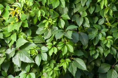 Sarmaşık çit üzerinden