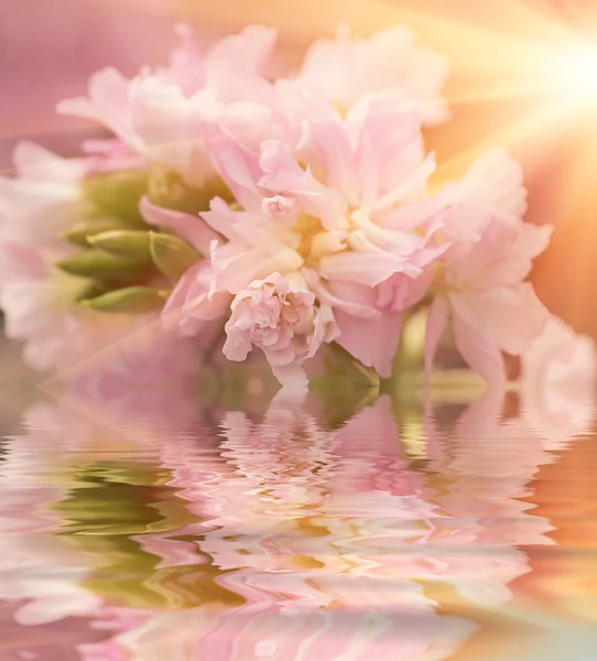 Schöne Blumen in den Strahlen des Lichts — Stockfoto