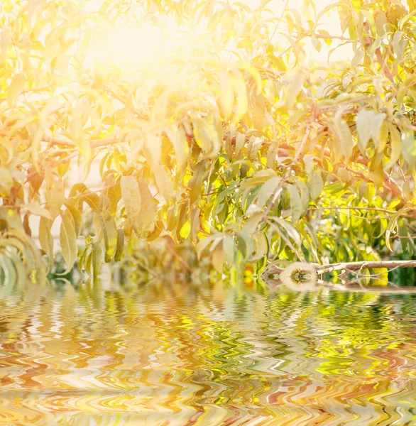 Reflejo de ramitas verdes en el agua —  Fotos de Stock