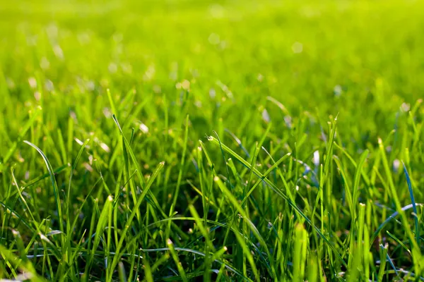 Grönt gräs bakgrundsbelyst — Stockfoto