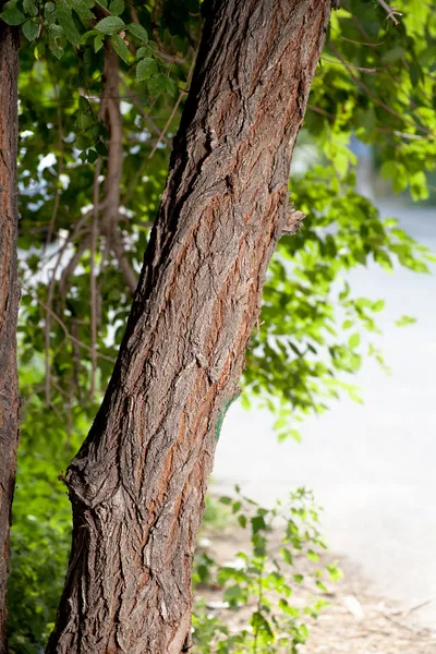 Dziennika zbliżenie drzewa — Zdjęcie stockowe